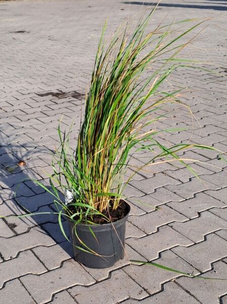 Försters Garten-Reitgras 'Karl Förster' (Calamagrostis acutiflora 'Karl Förster') im C5-Topf, aufrechter Horst mit langen Halmen.