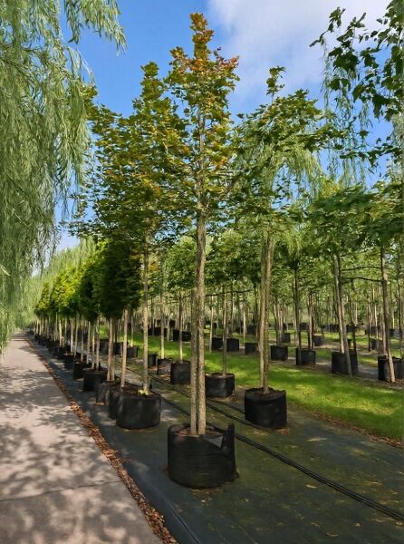 Feld-Ahorn Acer campestre 'Louisa Red Shine' Hochstamm im Container, 14-16 StU, Baum mit geradem Stamm und belaubter Krone.