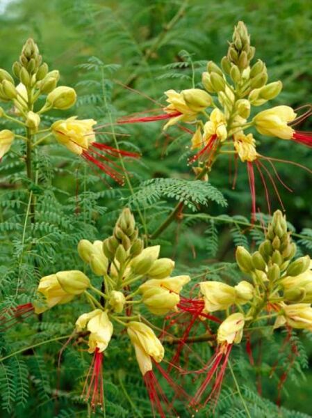 Caesalpinia gilliesii / Paradiesvogelbusch