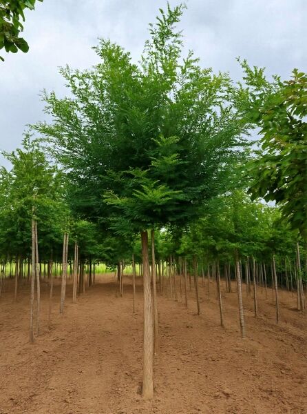 Japanischer Schnurbaum (Sophora japonica / Styphnolobium japonicum) Hochstamm 20-25 StU, mit dichtem Kronenaufbau