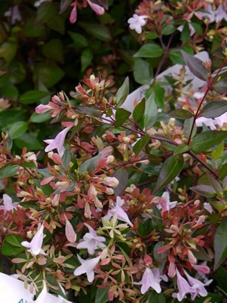 Abelia grandiflora 'Compacta' / Großblumige Abelie 'Compacta'