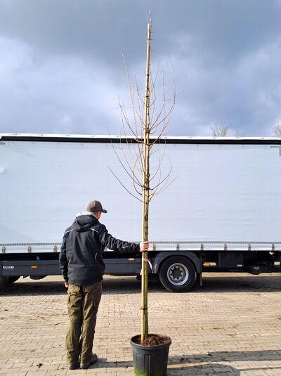 Acer campestre 'Louisa Red Shine' / Feld-Ahorn 'Louisa Red Shine' Hochstamm 10-12 StU im Container, mit Stützstab und Bindung.