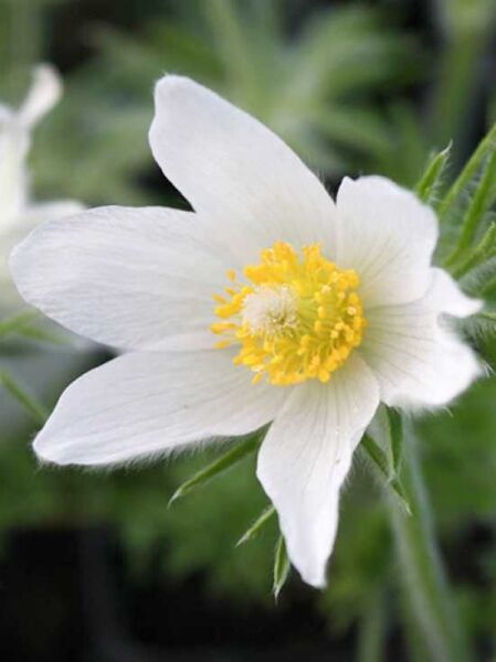 Pulsatilla vulgaris 'Alba' / Kuhschelle