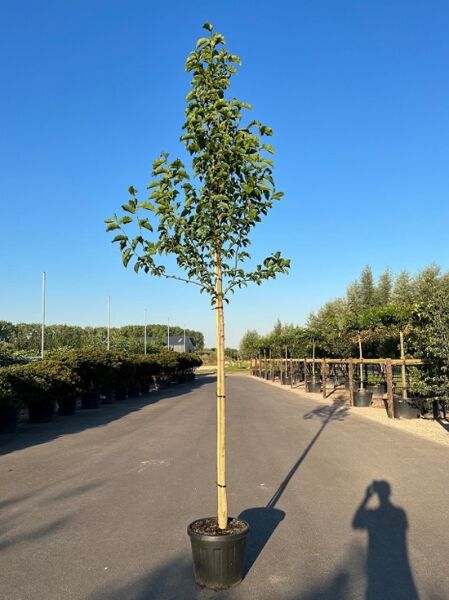 Großblumige Magnolie „Galaxy“ (Magnolia 'Galaxy') Hochstamm im Container, 12–14 StU, mit grünen Blättern
