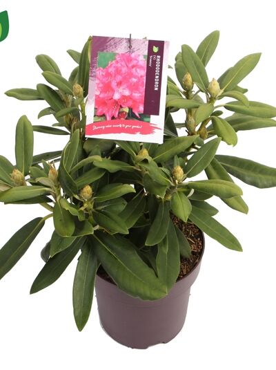 Rhododendron 'Sneezy' / Rhododendron yakushimanum 'Sneezy'