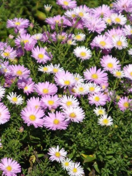 Kissen-Aster 'Herbstgruß vom Bresserhof' / Aster dumosus 'Herbstgruß vom Bresserhof'