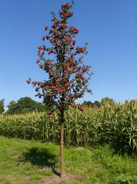 Sorbus intermedia (Schwedische Mehlbeere/Oxelbeere) Hochstamm 18-20 StU mit Drahtballen, Baum mit roten Früchten