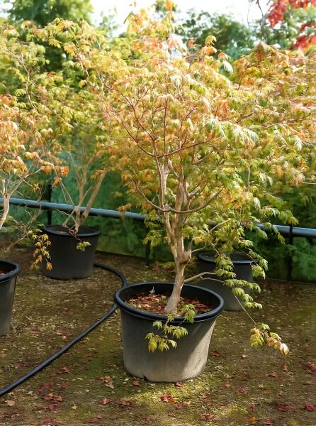 Eisenhutblättriger Ahorn Acer japonicum 'Aconitifolium' 150-175 cm C110, mehrstämmiger Ahorn im Container mit grünem Laub.