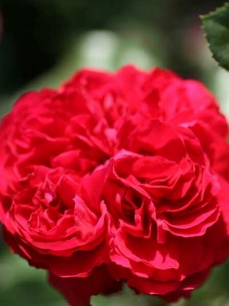 Rosa 'Red Leonardo da Vinci' / Stammrose 'Red Leonardo da Vinci' mit dicht gefüllten roten Blüten im Nahaufnahmeformat