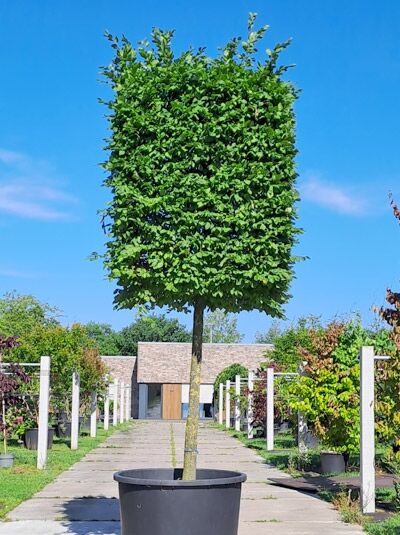Hainbuche H:150 B:130 T:130 cm (180 cm Stamm) - Carpinus betulus 'Kubus' (874730)