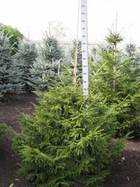 Picea orientalis (Kaukasus-Fichte) 150–175 cm mit Ballen, immergrüner Nadelbaum mit aufrechtem Wuchs und dichten Zweigen.