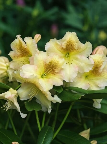 Rhododendron Hybride 'Bernstein' (Rhododendron 'Bernstein') mit cremegelben Blüten und gelbgrüner Zeichnung, Nahaufnahme.