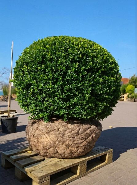 Buchsblättrige Japanische Hülse (Ilex crenata) 'Dark Green' Kugel, 100–110 cm, im Ballen mit Drahtballierung (m. Db.)
