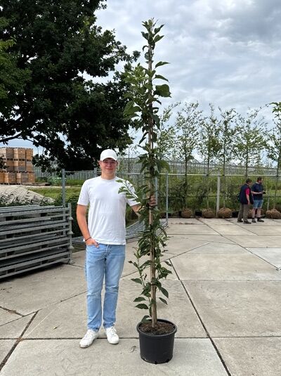 Prunus serrulata 'Amanogawa' / Säulen-Zierkirsche 'Amanogawa', 200-250 cm im Container C50, schlanker Stamm mit Laub.
