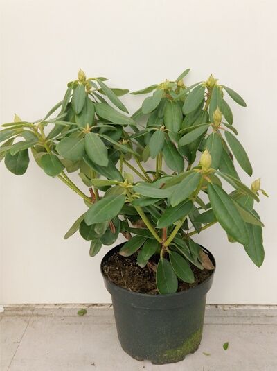 Rhododendron 'INKARHO Catawbiense Grandiflorum' - Rhododendron Hybride 'INKARHO Catawbiense Grandiflorum'