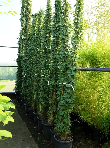 Irischer Efeu (Hedera hibernica/Hedera helix 'Hibernica') 300–350 cm, C30, Kletterpflanze am Stab im Topf