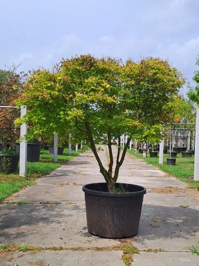 Japanischer Ahorn / Fächer-Ahorn 'Orange Dream' 175-200 cm - Acer palmatum 'Orange Dream' (546781)