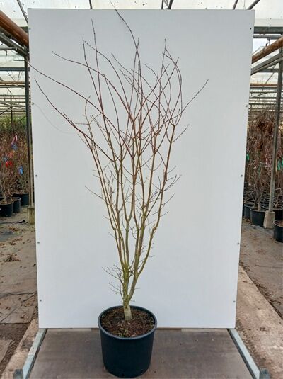 Fächer-Ahorn 'Summer Gold' / Acer palmatum 'Summer Gold'