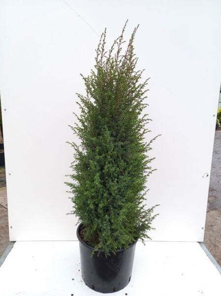 Irischer Säulen-Wacholder (Juniperus communis 'Hibernica'), 80–100 cm, C20, säulenförmiger Nadelstrauch im Topf