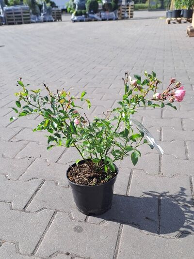 Rosa 'The Fairy' – Bodendeckerrose 'The Fairy' A-Qualität C1.5 im Topf, grünes Laub mit rosa Blüten und Knospen