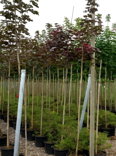Blut-Ahorn Acer platanoides 'Crimson King' Hochstamm 8-10 StU im Container mit dunkelrotem Laub und geradem Stamm.