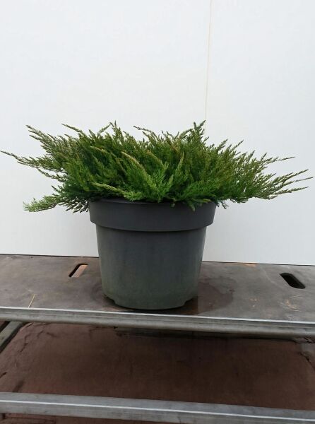 Juniperus horizontalis 'Blue Chip' / Blauer Kriech-Wacholder, flach wachsender Nadelstrauch im Container, 50–60 cm breit, C12