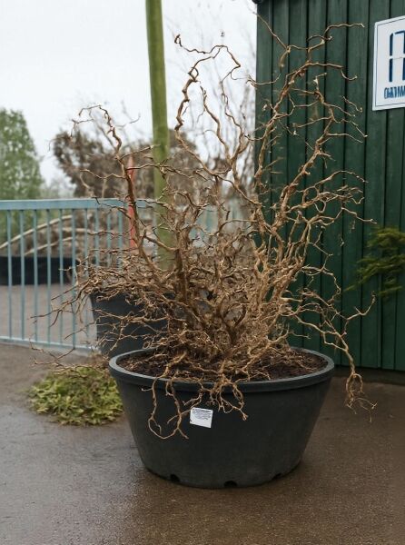 Korkenzieher-Hasel ‘Contorta’ (Corylus avellana ‘Contorta’) 175–200 cm, C150, im Pflanzcontainer mit gedrehten, kahlen Zweigen