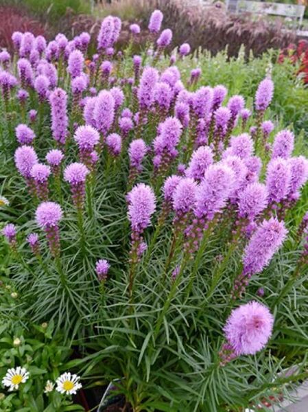 Liatris spicata 'Kobold' / Prachtscharte