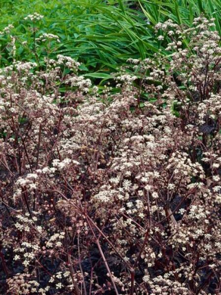 Purpur-Wiesen-Kerbel 'Ravenswing' / Purpur-Wiesen-Kerbel 'Ravenswing'