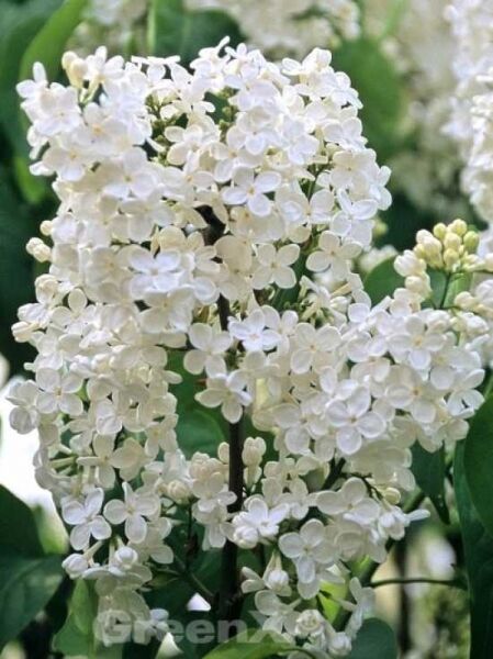 Edelflieder 'Marie Legraye' / Gartenflieder 'Marie Legraye' / Syringa vulgaris 'Marie Legraye'