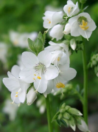 Jakobsleiter / Himmelsleiter 'Album' / Polemonium caeruleum 'Album'