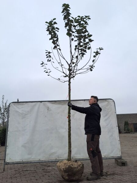 Malus domestica 'Gravensteiner' / Apfel 'Gravensteiner' Hochstamm 16-18 StU mit Drahtballierung, Baum mit Stamm und Krone