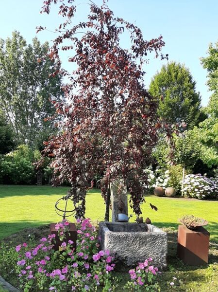 Kirschpflaume 'Trailblazer' / Essbare Blutpflaume 'Trailblazer' / Kirschpflaume 'Trailblazer' / Essbare Blutpflaume 'Trailblazer'