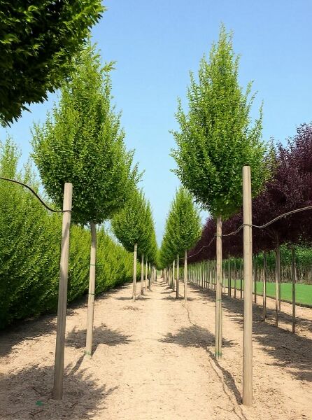 Carpinus betulus 'Fastigiata' (Säulen-Hainbuche) Hochstamm, 14–16 StU, mit Drahtballen, in Baumschulreihe auf Pflöcken