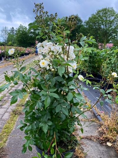 Kletterrose Rosa 'Guirlande d'Amour' C5 mit weißen Blüten und grünem Laub im Topf, aufrecht wachsend mit langen Trieben.