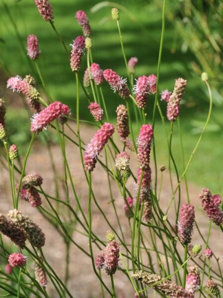 Sanguisorba tenuifolia Pink Elephant  /