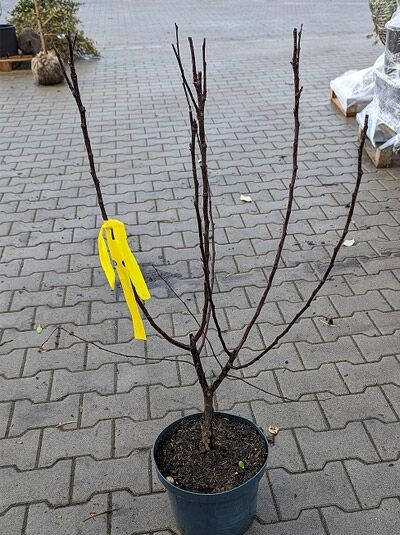 Zierapfel 'Royalty' / Zierapfel 'Royalty'