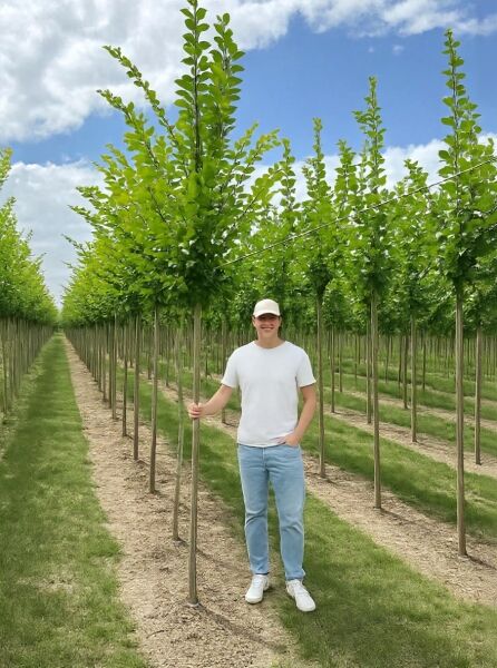 Ulmus 'Lobel' (Schmalkronige Stadt-Ulme) Hochstamm 10-12 StU, schlanker Stamm mit dichtem grünem Laub in Reihenpflanzung.