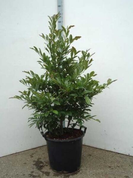 Magnolia stellata 'Chrysanthemumiflora' / Stern-Magnolie 'Chrysanthemumiflora', 100-125 cm, im Container C35 mit grünem Laub.