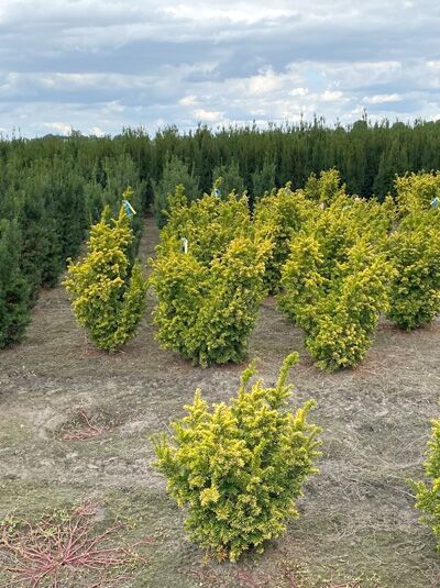 Taxus baccata 'Semperaurea' – Goldene Eibe, Eibe 'Semperaurea' 60–80 cm m. B., goldgelbes Nadelgehölz im Ballen