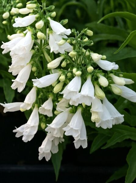 Penstemon hirsutus 'Pygmaeus Albus' / Rauhaariger Bartfaden 'Pygmaeus Albus' mit weißen, glockenförmigen Blütenständen und Knospen