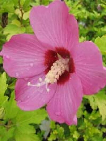 Hibiscus syriacus 'Russian Violet ®' / Garten-Eibisch 'Russian Violet' / Strauch-Eibisch 'Russian Violet'