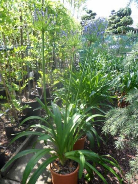 Blaue Afrikanische Schmucklilie / Blaue Afrikanische Schmucklilie