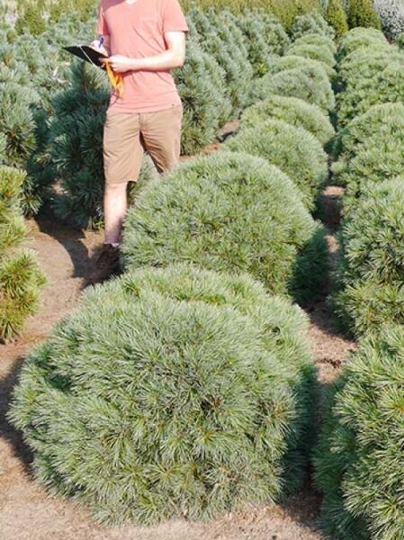 Pinus strobus 'Blue Shag' / Weymouths-Kiefer 'Blue Shag' 80-100 cm m. B., kompakter rundlicher Nadelgehölz-Busch mit blaugrünen Nadeln