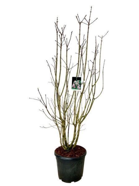 Edelflieder 'Beauty of Moscow' / 'Schöne von Moskau' / Syringa vulgaris 'Beauty of Moscow ®'