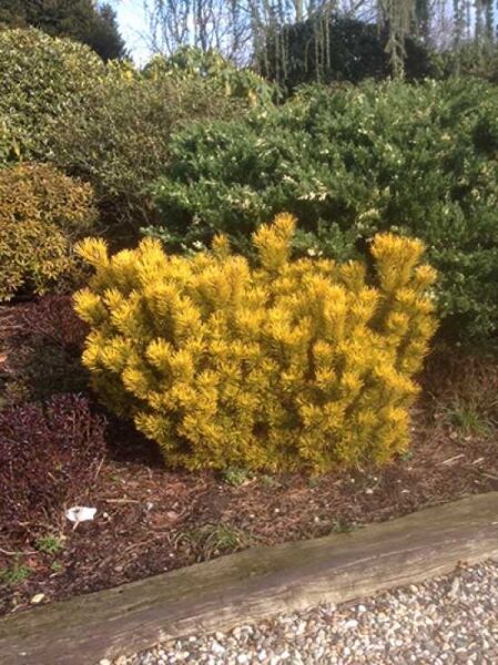 Pinus mugo 'Wintergold' / Wintergelbe Zwerg-Bergkiefer