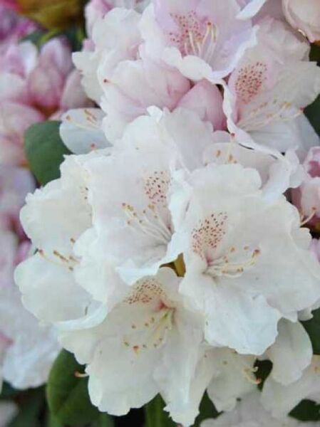 Rhododendron yakushimanum 'INKARHO Schneekrone' / Rhododendron 'INKARHO Schneekrone' mit weißen Blüten und zarten Punkten, grüne Blätter sichtbar