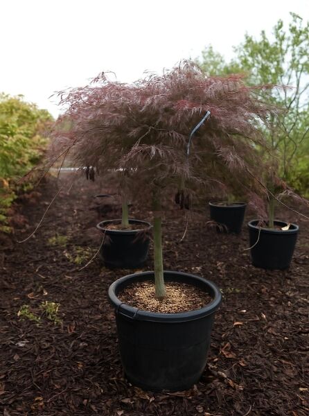 Fächer-Ahorn Acer palmatum 'Tamukeyama' auf Stamm, 80 cm Stamm, im Topf (C90) mit überhängendem, rötlichem Laub.