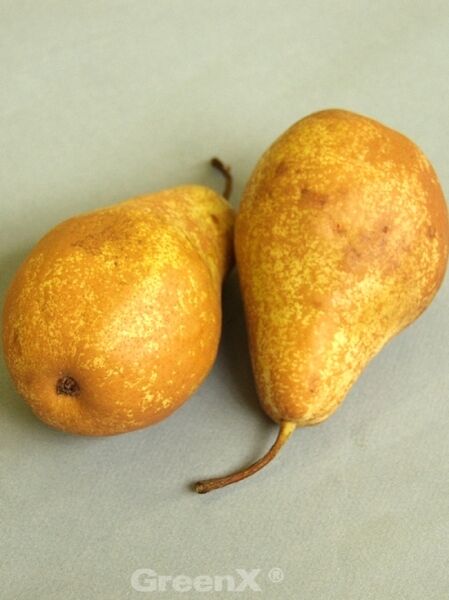 Birne &#039;Triumph de Vienne&#039; / Pyrus communis &#039;Triumph de Vienne&#039;