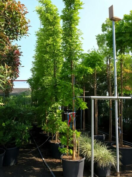 Wisteria floribunda 'Shiro Kapitan Fuji' / Japanischer Blauregen, 450–500 cm, C35, im Container mit Rankhilfe und grünem Laub